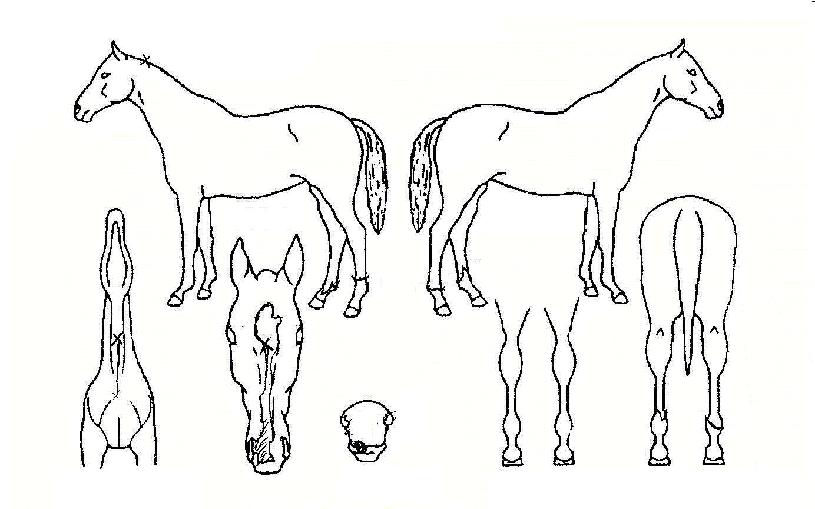 ¼¨µµ¿ìÇåÅÍÀÇ Ãø¸é,¿ì¸é,µÞ¸é,µÎ»ó,´Ù¸®ÀÇ Æ¯Â¡µµÇØ