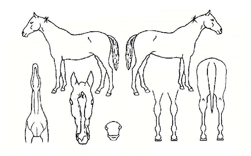 °ñµçĹÀÇ Ãø¸é,¿ì¸é,µÞ¸é,µÎ»ó,´Ù¸®ÀÇ Æ¯Â¡µµÇØ