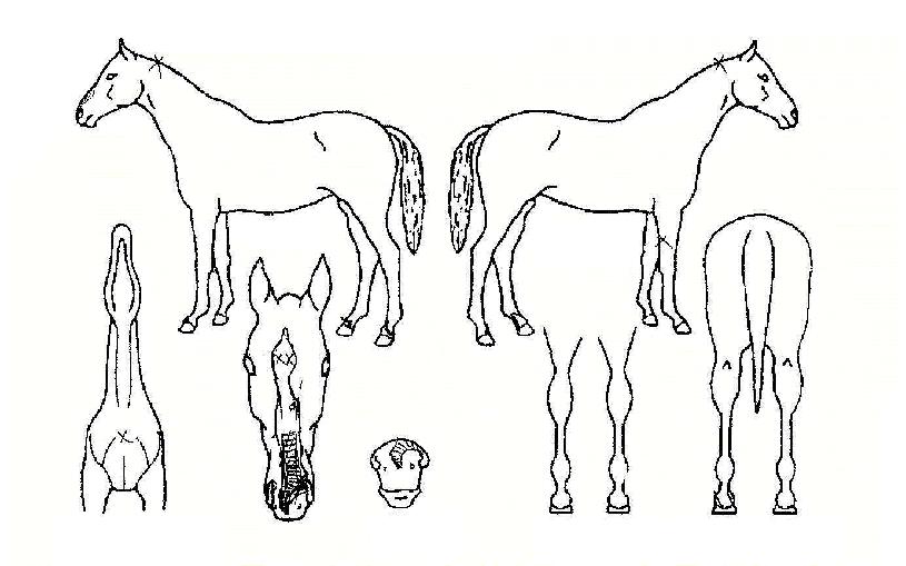 ´ÔºíÀÇ Ãø¸é,¿ì¸é,µÞ¸é,µÎ»ó,´Ù¸®ÀÇ Æ¯Â¡µµÇØ