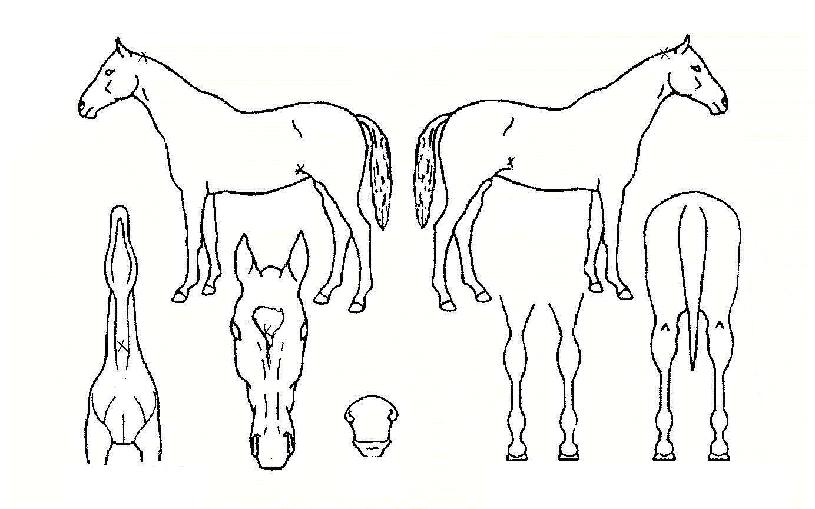 ±àÁ¤ÀÇÈûÀÇ Ãø¸é,¿ì¸é,µÞ¸é,µÎ»ó,´Ù¸®ÀÇ Æ¯Â¡µµÇØ