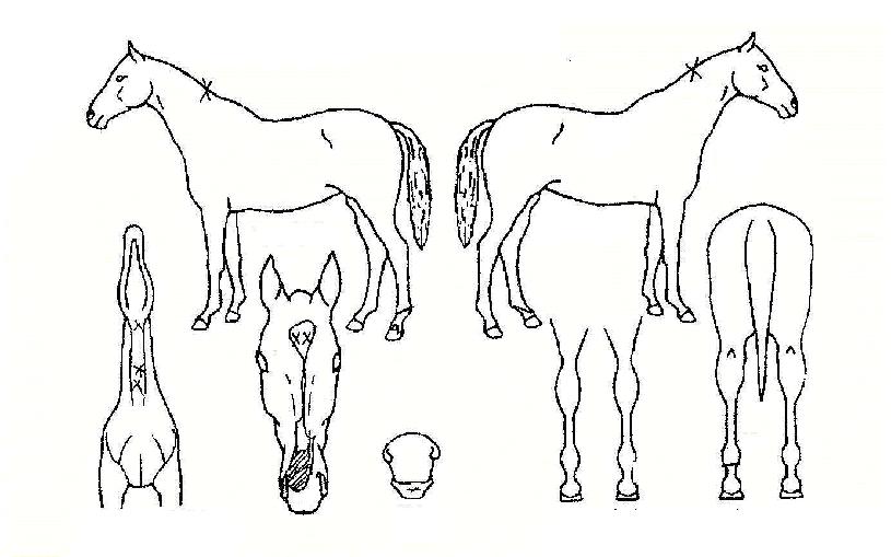 ÃÖÈÄÀǽÂÀÚÀÇ Ãø¸é,¿ì¸é,µÞ¸é,µÎ»ó,´Ù¸®ÀÇ Æ¯Â¡µµÇØ