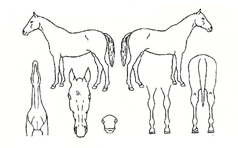 Àü±¹ÃÖ°ÀÇ Ãø¸é,¿ì¸é,µÞ¸é,µÎ»ó,´Ù¸®ÀÇ Æ¯Â¡µµÇØ