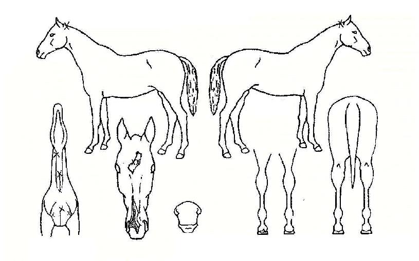 Á¦ÀϽÅÈÀÇ Ãø¸é,¿ì¸é,µÞ¸é,µÎ»ó,´Ù¸®ÀÇ Æ¯Â¡µµÇØ