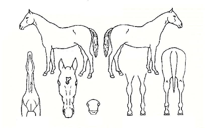 ÆÛÆåÆ®ÃÊÀ̽ºÀÇ Ãø¸é,¿ì¸é,µÞ¸é,µÎ»ó,´Ù¸®ÀÇ Æ¯Â¡µµÇØ