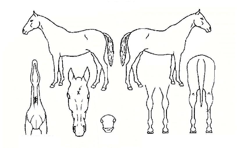 ¸¶ÀÌ´õ½ºÇÚµåÀÇ Ãø¸é,¿ì¸é,µÞ¸é,µÎ»ó,´Ù¸®ÀÇ Æ¯Â¡µµÇØ