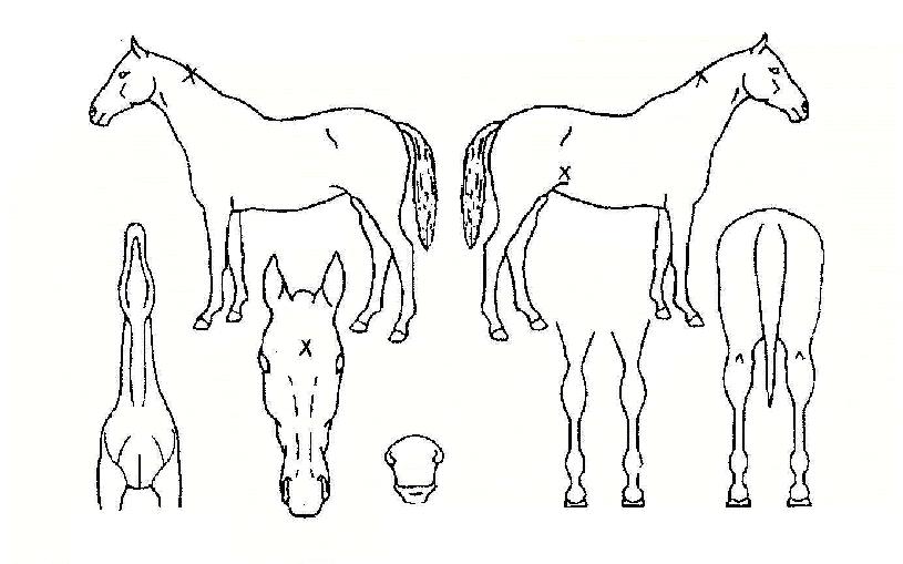 ´í¼À§Å©·ÎÀÇ Ãø¸é,¿ì¸é,µÞ¸é,µÎ»ó,´Ù¸®ÀÇ Æ¯Â¡µµÇØ