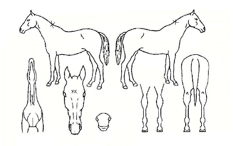 ³¯°³¹Ù¶÷ÀÚ¸¶ÀÇ Ãø¸é,¿ì¸é,µÞ¸é,µÎ»ó,´Ù¸®ÀÇ Æ¯Â¡µµÇØ