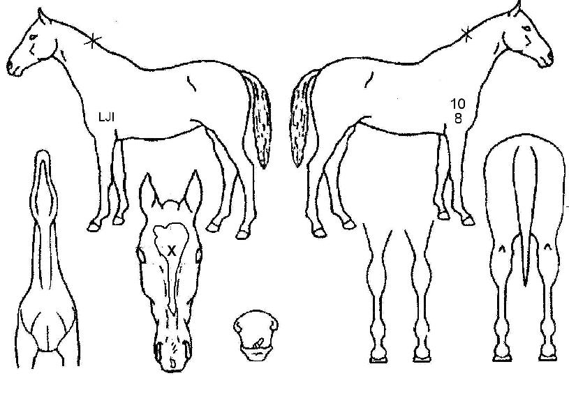 ©½ºÄ«¾ßÀÇ Ãø¸é,¿ì¸é,µÞ¸é,µÎ»ó,´Ù¸®ÀÇ Æ¯Â¡µµÇØ
