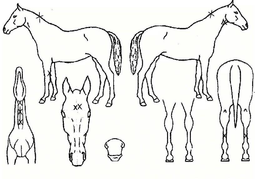 ¼±´õ¹ÙÀ̳ªÀÌÆ®ÀÇ Ãø¸é,¿ì¸é,µÞ¸é,µÎ»ó,´Ù¸®ÀÇ Æ¯Â¡µµÇØ