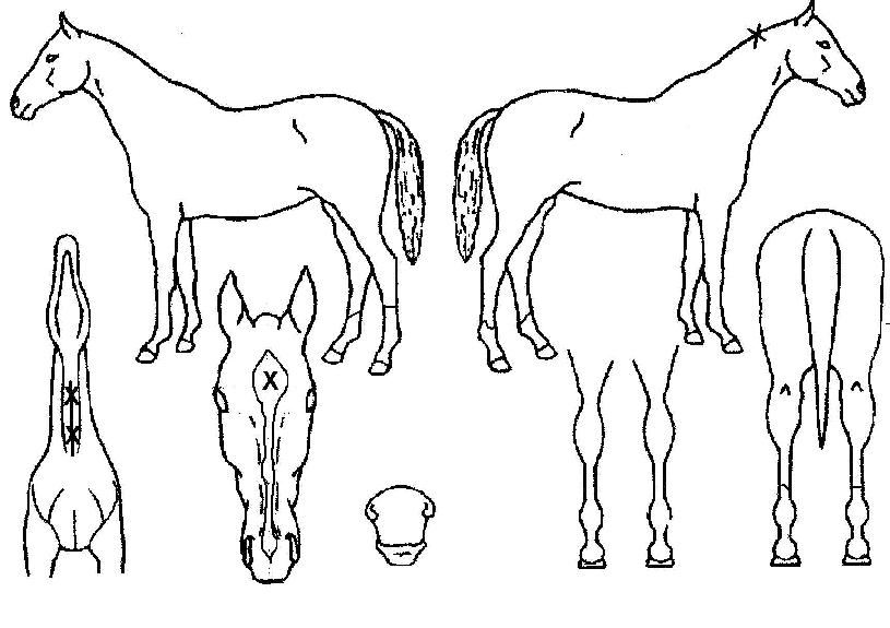 Ȳ»öµ¹Ç³ÀÇ Ãø¸é,¿ì¸é,µÞ¸é,µÎ»ó,´Ù¸®ÀÇ Æ¯Â¡µµÇØ