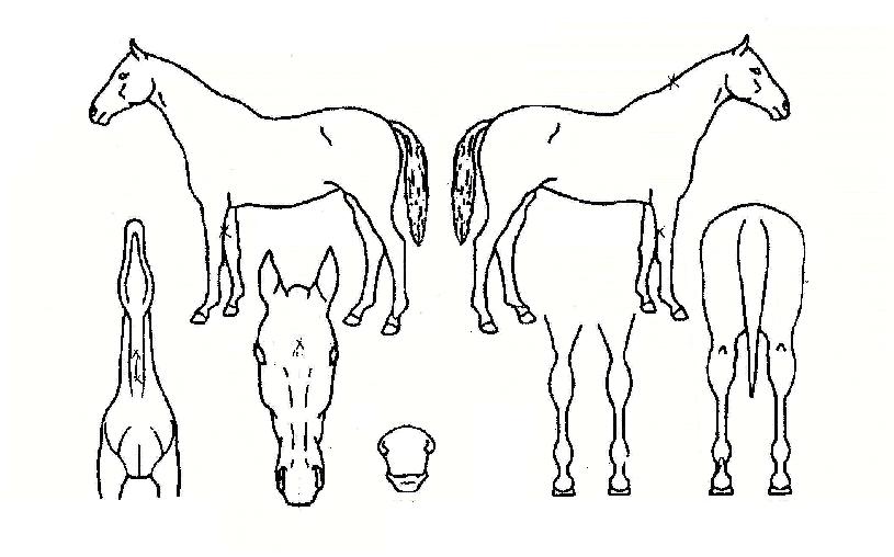 ºê·£Ä¡¶óÀÎÀÚ¸¶ÀÇ Ãø¸é,¿ì¸é,µÞ¸é,µÎ»ó,´Ù¸®ÀÇ Æ¯Â¡µµÇØ