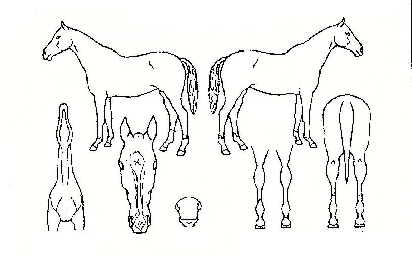 ŸÀÓ¸®¾îÇ÷¯ÁîÀÚ¸¶ÀÇ Ãø¸é,¿ì¸é,µÞ¸é,µÎ»ó,´Ù¸®ÀÇ Æ¯Â¡µµÇØ