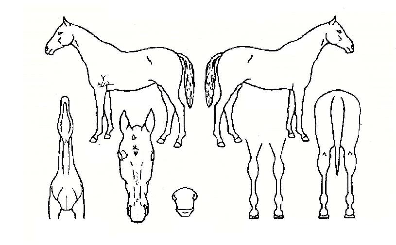 ÆÄÀ̾îij³íÀÇ Ãø¸é,¿ì¸é,µÞ¸é,µÎ»ó,´Ù¸®ÀÇ Æ¯Â¡µµÇØ