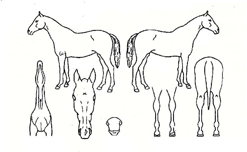 ¹«ÇÑ´ë½ÂÀÇ Ãø¸é,¿ì¸é,µÞ¸é,µÎ»ó,´Ù¸®ÀÇ Æ¯Â¡µµÇØ