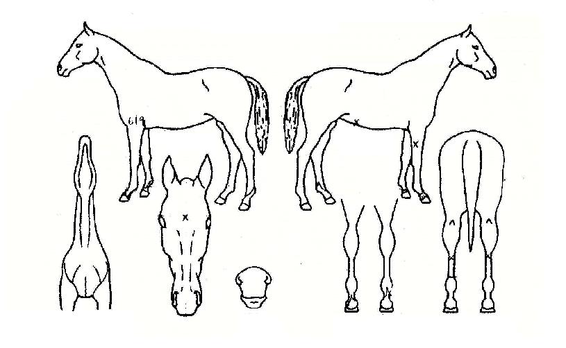 À̺¥Æ®ÀÇ Ãø¸é,¿ì¸é,µÞ¸é,µÎ»ó,´Ù¸®ÀÇ Æ¯Â¡µµÇØ