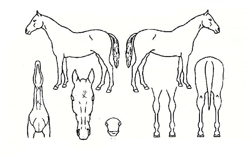 ÁøÁߺ¸¹èÀÇ Ãø¸é,¿ì¸é,µÞ¸é,µÎ»ó,´Ù¸®ÀÇ Æ¯Â¡µµÇØ