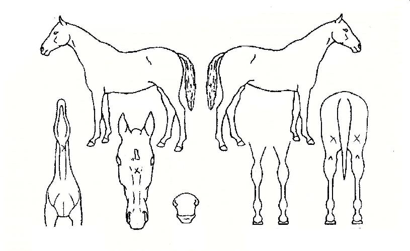 È·ÁÇѺñ»óÀÇ Ãø¸é,¿ì¸é,µÞ¸é,µÎ»ó,´Ù¸®ÀÇ Æ¯Â¡µµÇØ