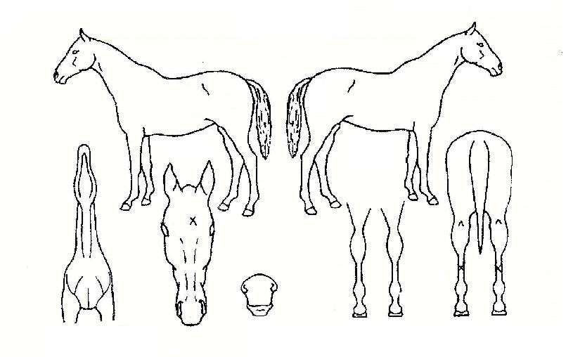 ºÒ²É¹Ù¶÷ÀÇ Ãø¸é,¿ì¸é,µÞ¸é,µÎ»ó,´Ù¸®ÀÇ Æ¯Â¡µµÇØ