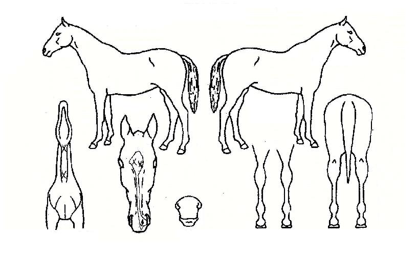 °¡¶ô¸íÀåÀÇ Ãø¸é,¿ì¸é,µÞ¸é,µÎ»ó,´Ù¸®ÀÇ Æ¯Â¡µµÇØ