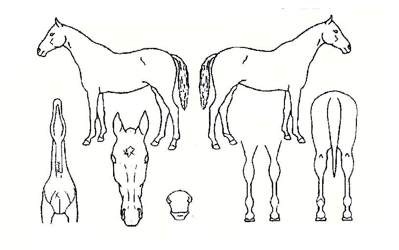 ÆÄ¿öÇ®½ºÆÄÅ©ÀÇ Ãø¸é,¿ì¸é,µÞ¸é,µÎ»ó,´Ù¸®ÀÇ Æ¯Â¡µµÇØ