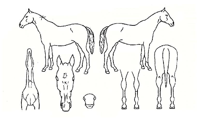 ½´ÆÛ½Åµ¿ÀÇ Ãø¸é,¿ì¸é,µÞ¸é,µÎ»ó,´Ù¸®ÀÇ Æ¯Â¡µµÇØ