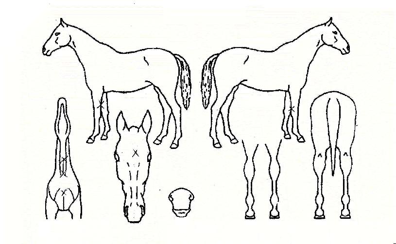 ¹«ÀûèÇÁÀÇ Ãø¸é,¿ì¸é,µÞ¸é,µÎ»ó,´Ù¸®ÀÇ Æ¯Â¡µµÇØ