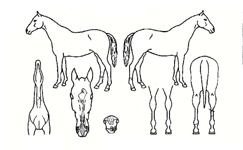 ¾ÆÅ¸³ªÁÖ¾ÆÀÇ Ãø¸é,¿ì¸é,µÞ¸é,µÎ»ó,´Ù¸®ÀÇ Æ¯Â¡µµÇØ