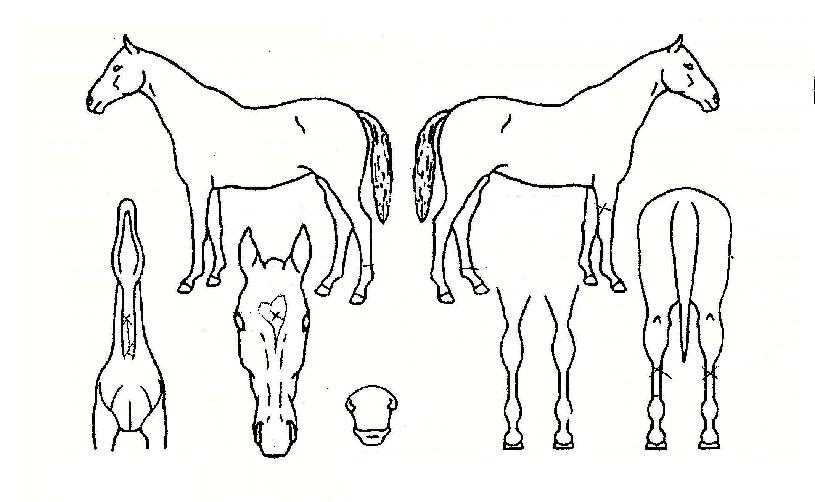 ȶºÒó·³ÀÇ Ãø¸é,¿ì¸é,µÞ¸é,µÎ»ó,´Ù¸®ÀÇ Æ¯Â¡µµÇØ