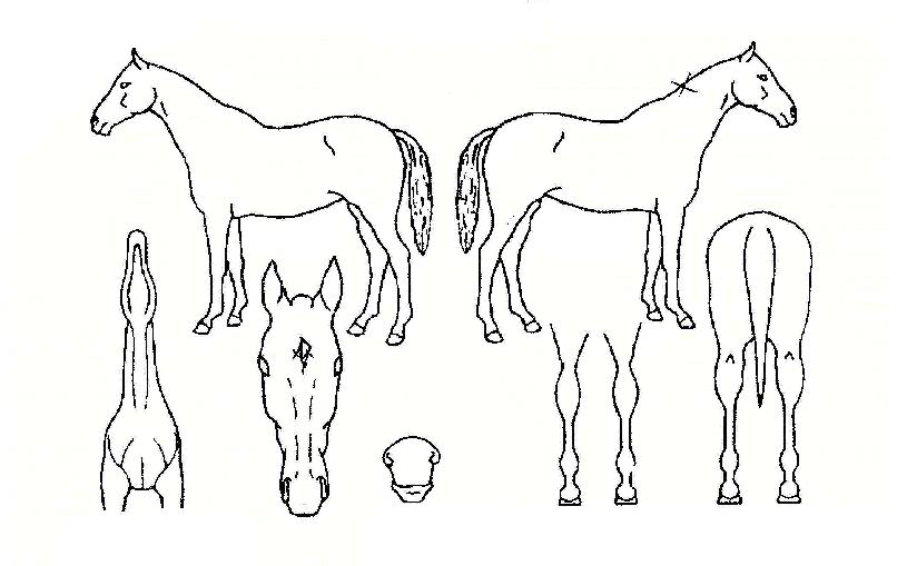 µ¥ºí¸®½ÃÀ©µåÀÇ Ãø¸é,¿ì¸é,µÞ¸é,µÎ»ó,´Ù¸®ÀÇ Æ¯Â¡µµÇØ