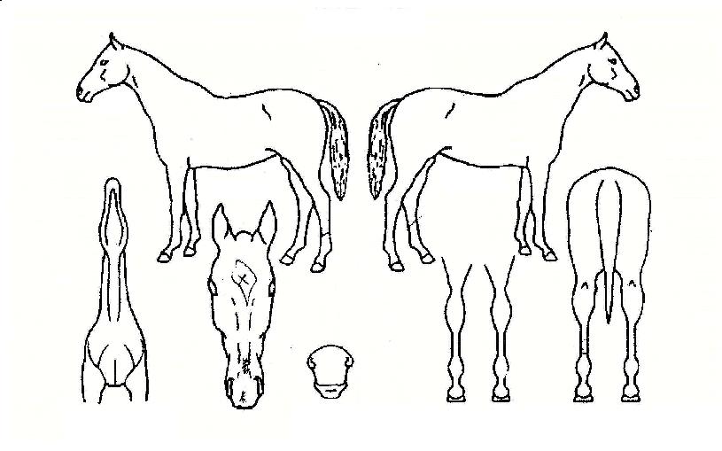 ½ºÆÒÇÁ¶óÀÌÁîÀÇ Ãø¸é,¿ì¸é,µÞ¸é,µÎ»ó,´Ù¸®ÀÇ Æ¯Â¡µµÇØ