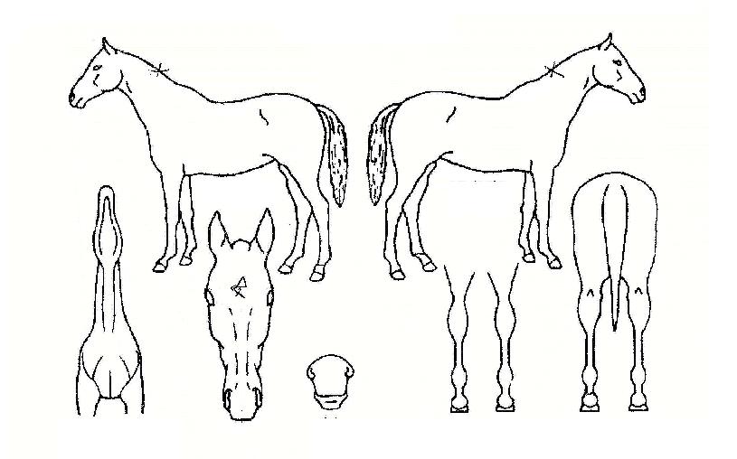 Åé¸í¿¹ÀÇ Ãø¸é,¿ì¸é,µÞ¸é,µÎ»ó,´Ù¸®ÀÇ Æ¯Â¡µµÇØ