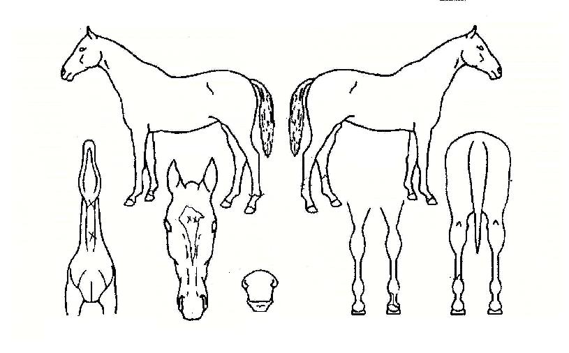 ºòŸÀÌÆ²ÀÇ Ãø¸é,¿ì¸é,µÞ¸é,µÎ»ó,´Ù¸®ÀÇ Æ¯Â¡µµÇØ