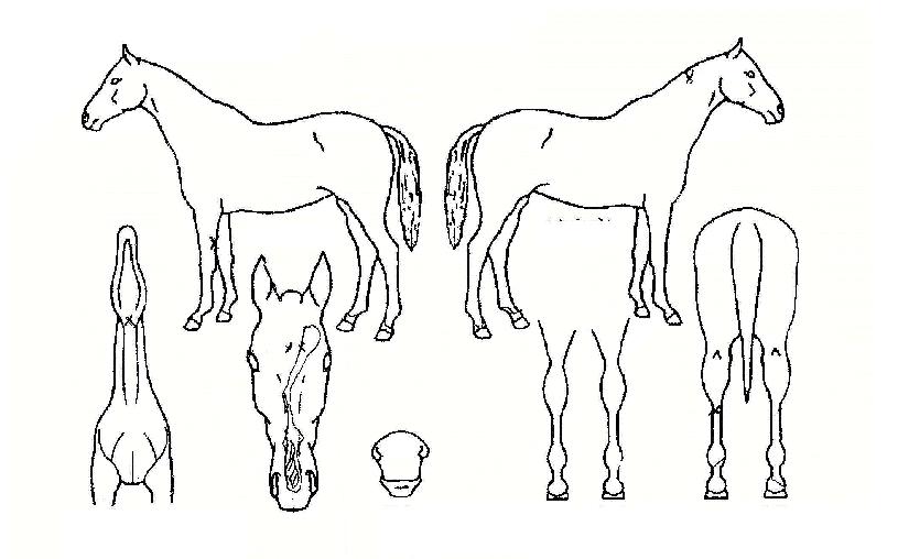 ½ÃÅ©¸´¿¡À̽ºÀÇ Ãø¸é,¿ì¸é,µÞ¸é,µÎ»ó,´Ù¸®ÀÇ Æ¯Â¡µµÇØ