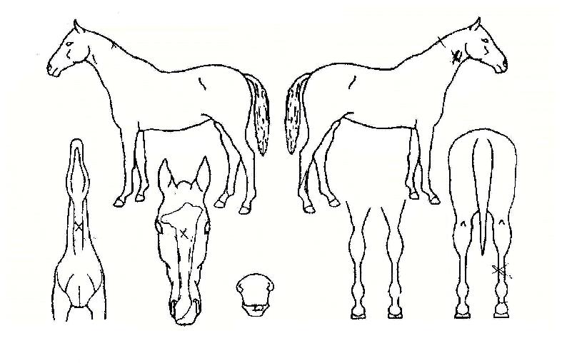 ÆÈµµÃÖ°ÀÇ Ãø¸é,¿ì¸é,µÞ¸é,µÎ»ó,´Ù¸®ÀÇ Æ¯Â¡µµÇØ