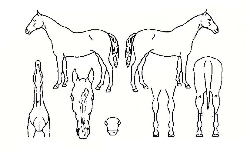 ¸ÚÁøº¸¹èÀÇ Ãø¸é,¿ì¸é,µÞ¸é,µÎ»ó,´Ù¸®ÀÇ Æ¯Â¡µµÇØ