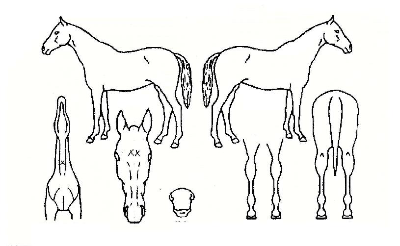 ÈÖ¸ð¸®ÀÇ Ãø¸é,¿ì¸é,µÞ¸é,µÎ»ó,´Ù¸®ÀÇ Æ¯Â¡µµÇØ