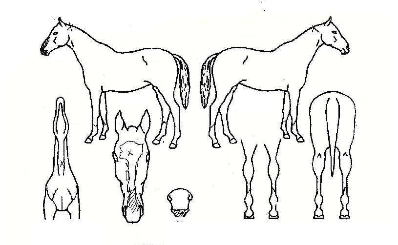 À§´ëÇÑžçÀÇ Ãø¸é,¿ì¸é,µÞ¸é,µÎ»ó,´Ù¸®ÀÇ Æ¯Â¡µµÇØ