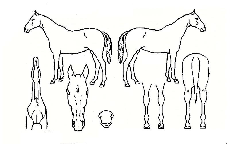 ´ÏÄÉ¿£Á©ÀÇ Ãø¸é,¿ì¸é,µÞ¸é,µÎ»ó,´Ù¸®ÀÇ Æ¯Â¡µµÇØ