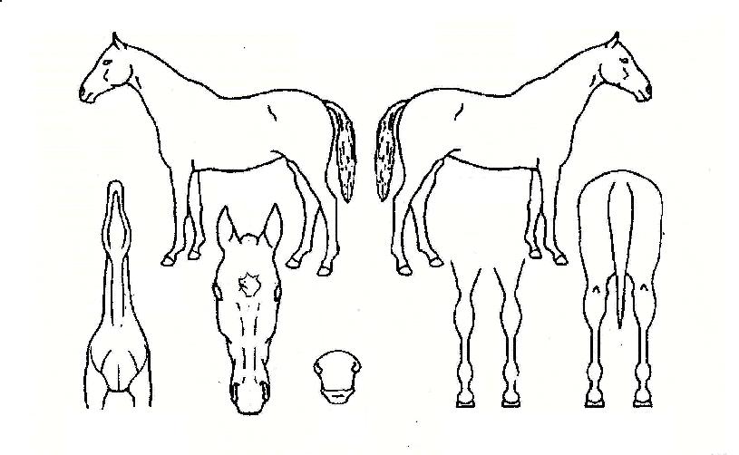 ÇÁ¸®È¦¸®ÀÇ Ãø¸é,¿ì¸é,µÞ¸é,µÎ»ó,´Ù¸®ÀÇ Æ¯Â¡µµÇØ