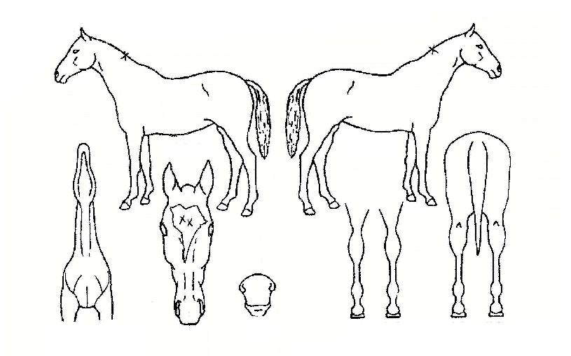 À̼ÛÀÌÀÇ Ãø¸é,¿ì¸é,µÞ¸é,µÎ»ó,´Ù¸®ÀÇ Æ¯Â¡µµÇØ