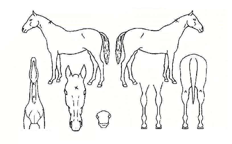 ¼ÒÀ¯ÁîÀÇ Ãø¸é,¿ì¸é,µÞ¸é,µÎ»ó,´Ù¸®ÀÇ Æ¯Â¡µµÇØ