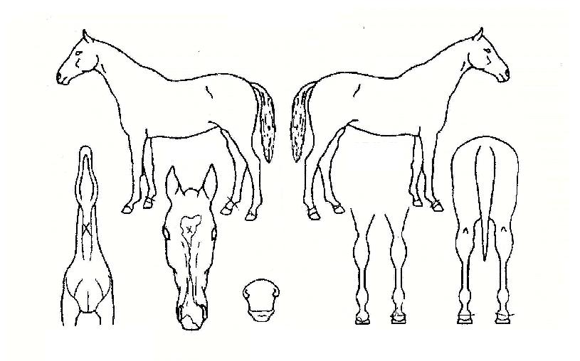 ¼¿ï´ë·ÎÀÇ Ãø¸é,¿ì¸é,µÞ¸é,µÎ»ó,´Ù¸®ÀÇ Æ¯Â¡µµÇØ