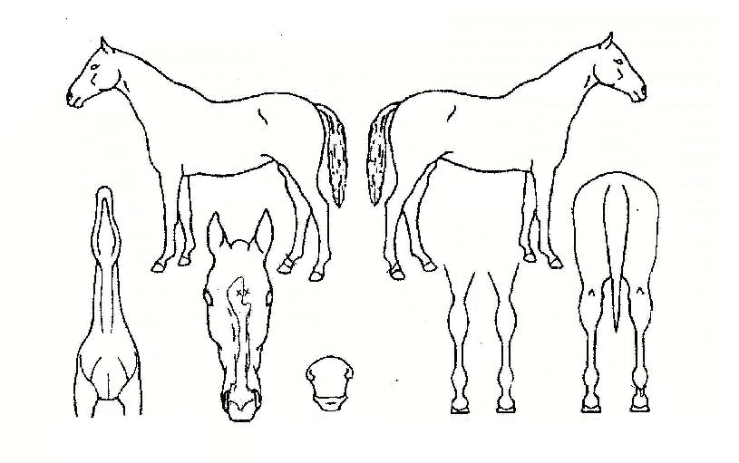 ÆÄÀ̾îÆÐ¼ÇÀÇ Ãø¸é,¿ì¸é,µÞ¸é,µÎ»ó,´Ù¸®ÀÇ Æ¯Â¡µµÇØ