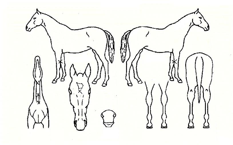 ³ªÀ̽ºÃÊÀ̽ºÀÇ Ãø¸é,¿ì¸é,µÞ¸é,µÎ»ó,´Ù¸®ÀÇ Æ¯Â¡µµÇØ