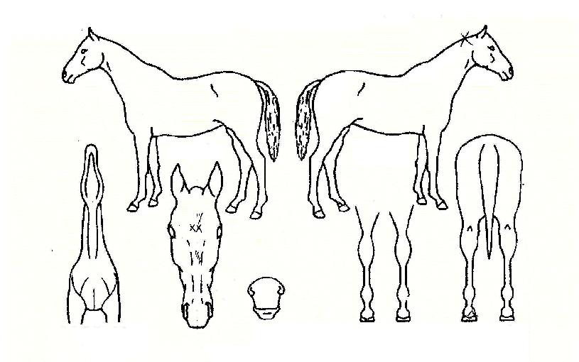 Àåºñ»ç¶ûÀÇ Ãø¸é,¿ì¸é,µÞ¸é,µÎ»ó,´Ù¸®ÀÇ Æ¯Â¡µµÇØ