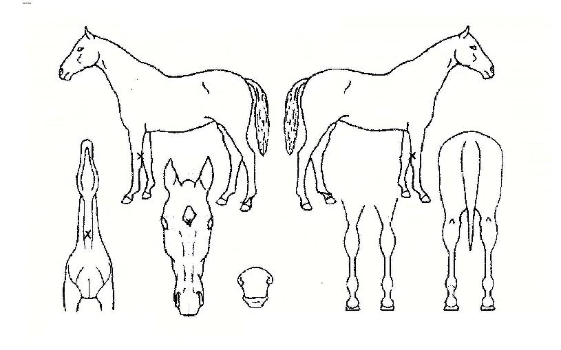 »õ¸ÍÁÖÀÇ Ãø¸é,¿ì¸é,µÞ¸é,µÎ»ó,´Ù¸®ÀÇ Æ¯Â¡µµÇØ