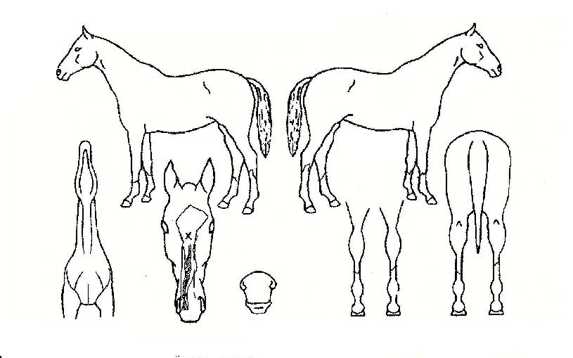 ¿±¤ÀÇ Ãø¸é,¿ì¸é,µÞ¸é,µÎ»ó,´Ù¸®ÀÇ Æ¯Â¡µµÇØ