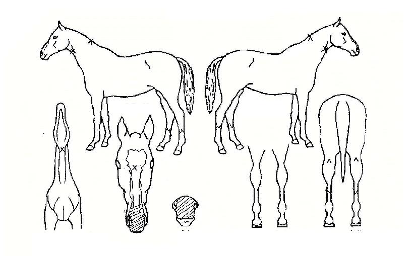 º¼·¹¸®³ªÀÇ Ãø¸é,¿ì¸é,µÞ¸é,µÎ»ó,´Ù¸®ÀÇ Æ¯Â¡µµÇØ