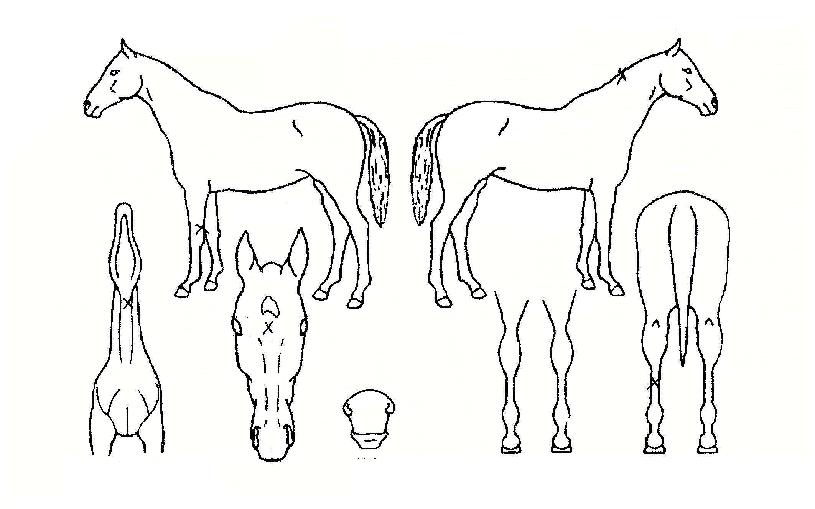 ¹Ù¶÷²¯ÀÇ Ãø¸é,¿ì¸é,µÞ¸é,µÎ»ó,´Ù¸®ÀÇ Æ¯Â¡µµÇØ