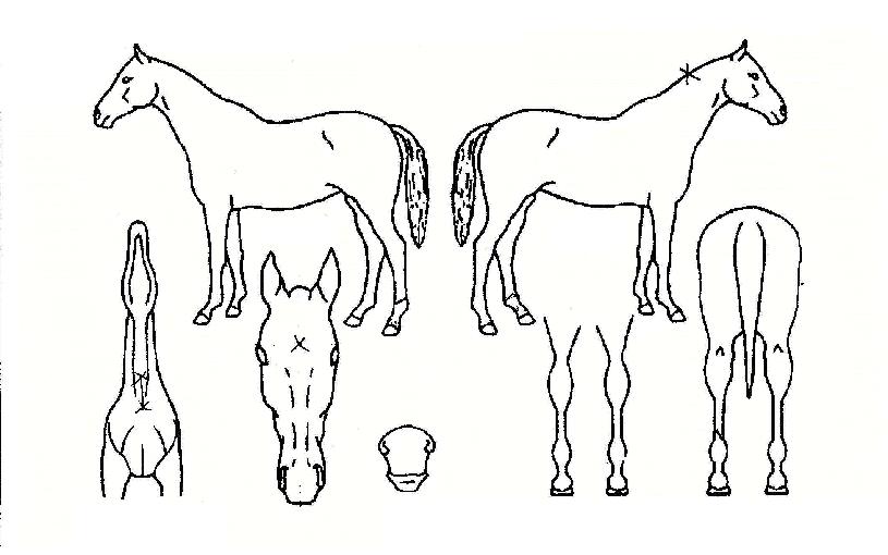 Ç̽ºÇ÷¯½ºÀÇ Ãø¸é,¿ì¸é,µÞ¸é,µÎ»ó,´Ù¸®ÀÇ Æ¯Â¡µµÇØ